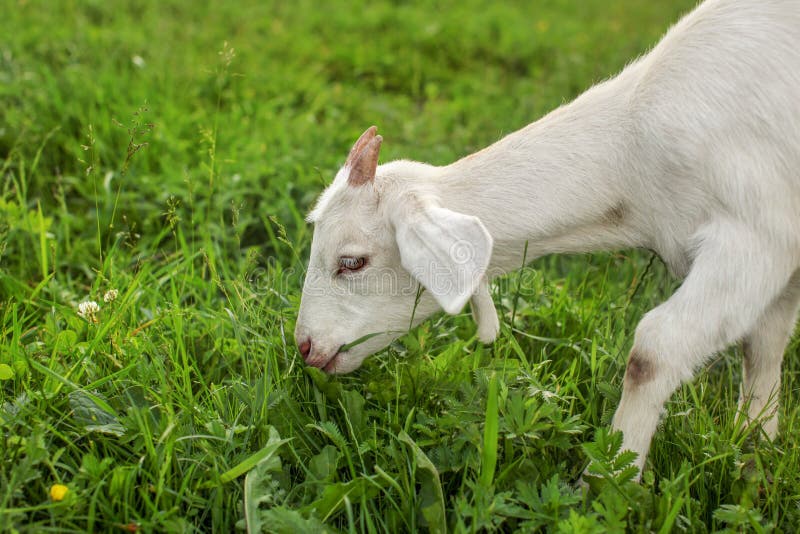 Young Goat Kid Grazing on the Grass. Stock Image Image of animal