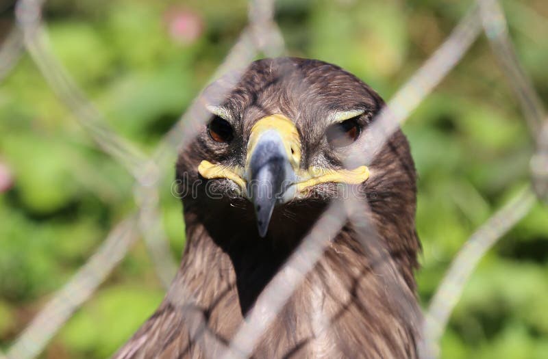 2,174 Young Golden Eagle Stock Photos Free & RoyaltyFree Stock Photos from Dreamstime