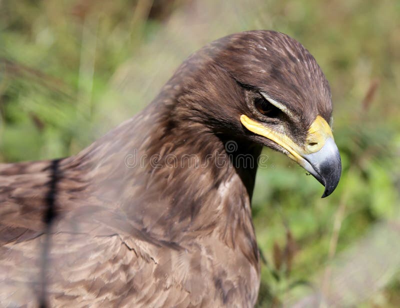 Young Golden Eagle (Aquila Chrysaetos) Stock Photo Image of nature, portrait 41152032