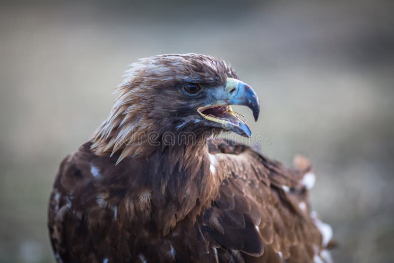 Young Golden Eagle Closeup. Mongolia. Nature. Stock Photo Image of