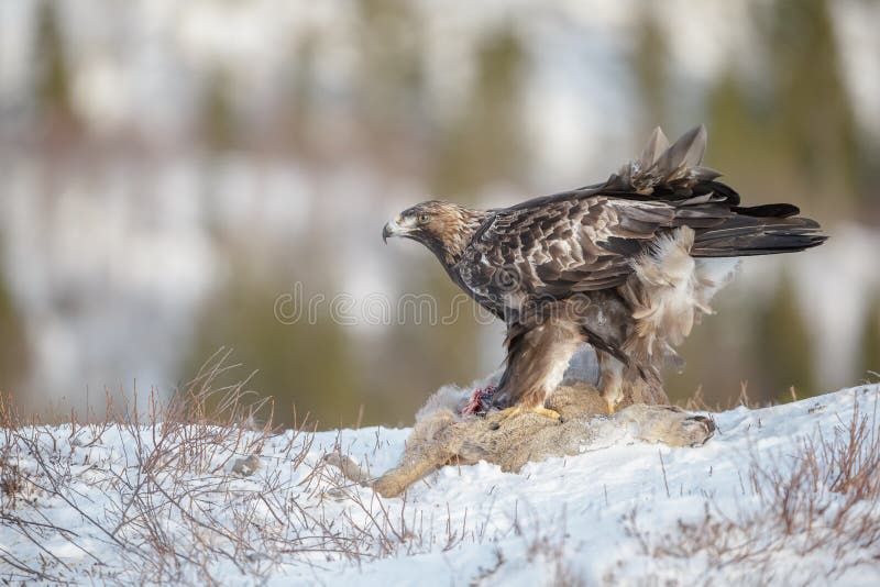 Young golden eagle stock photo. Image of chrysaetos, falcon 68520830