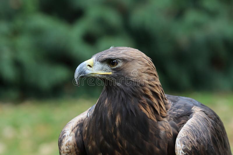 Young Golden Eagle Portrait Stock Photo Image of raptor, vertebrate 268088920