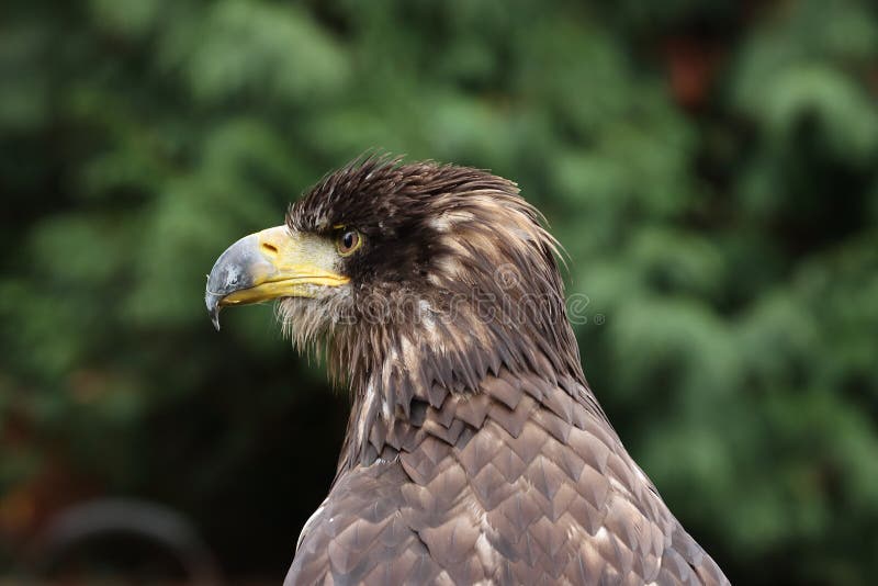 Young Golden Eagle Portrait Stock Image Image of wild, iris 268088973