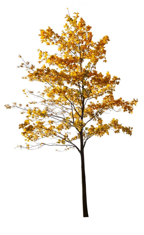 Young golden isolated maple