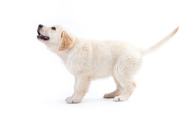 Young golden retriever puppy waiting for something