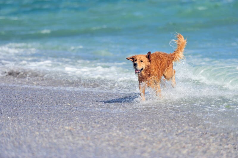 Golden Retriever Running on the Beach Stock Photo - Image of animal ...