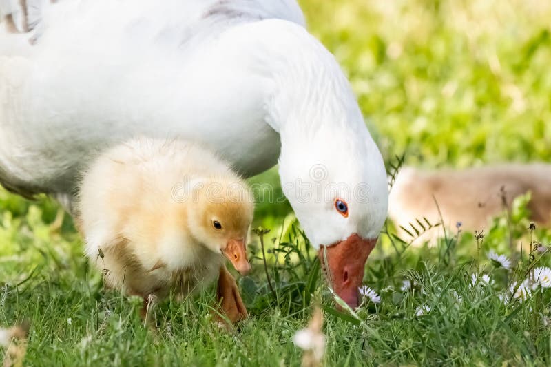 A young goose and his mother grazing on green grass, close up portrait, summer period