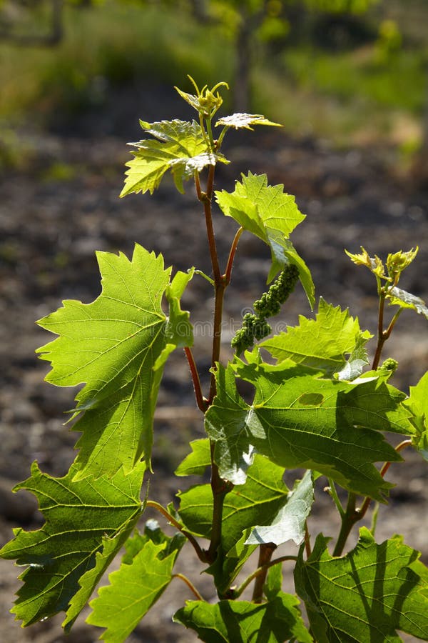 Young grap vine