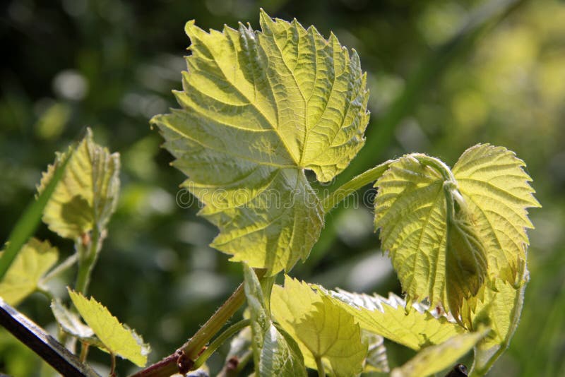 Young grape leaves in spring stock photos