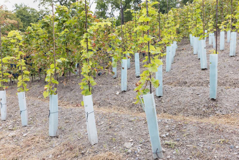 Young Grape Vines Covered in Protective Plastic Tree Guards. Fall