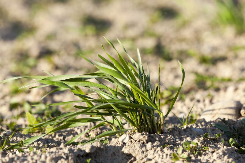 Young Grass Plants, Close-up Stock Photo - Image of area, chlorophyll ...