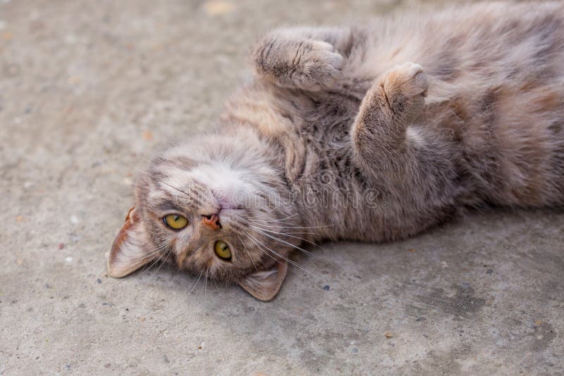 The Young Gray Cat Lies on Her Back on the Concrete Stock Image Image