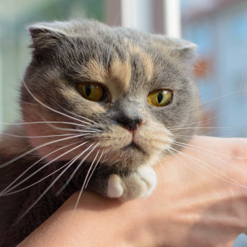 Young gray cat looking at camera, Women hand scratch the chin of a cat. Young gray cat looking at camera, Women hand scratch the chin of a white cat royalty free stock photo