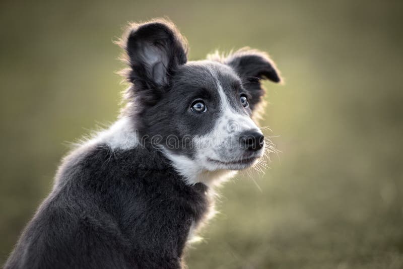 Goodinfo Grey And White Border Collie Puppy