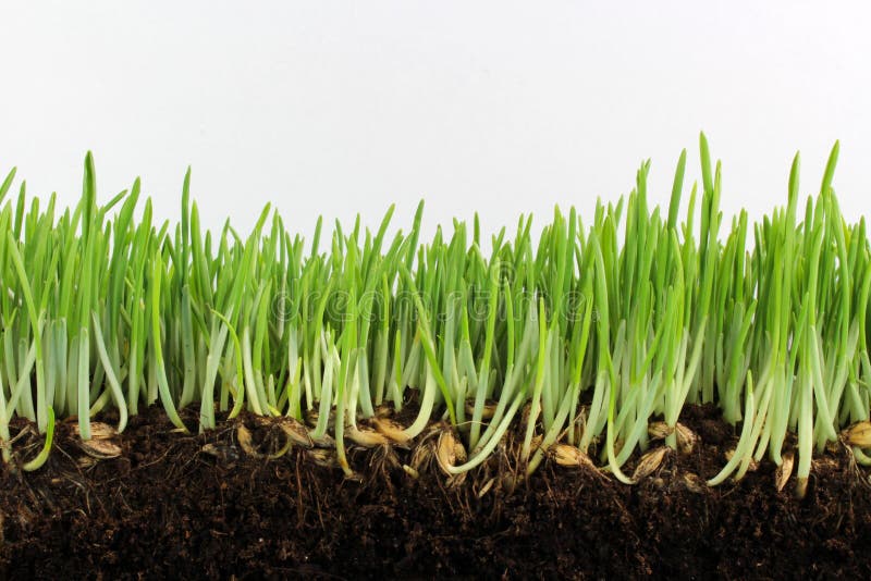 Photo of young green barley with seeds and roots