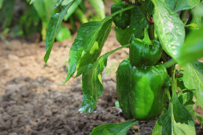 Young green bell paprika growing in the garden. Sweet pepper plants