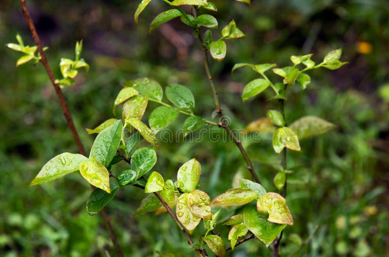 556 Young Blueberry Bush Stock Photos Free & RoyaltyFree Stock