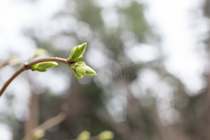 Young green buds on tree branches in spring closeup