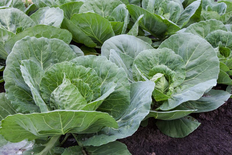 Young Cabbage With Fresh Green Leaves Outdoors Stock Photo Image of