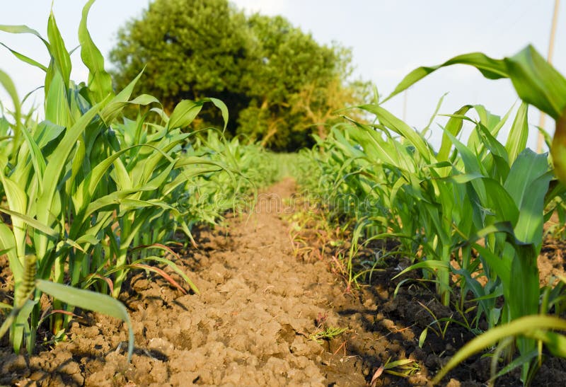 Young Green Corn on the Field. Corn Field in the Spring Stock Photo