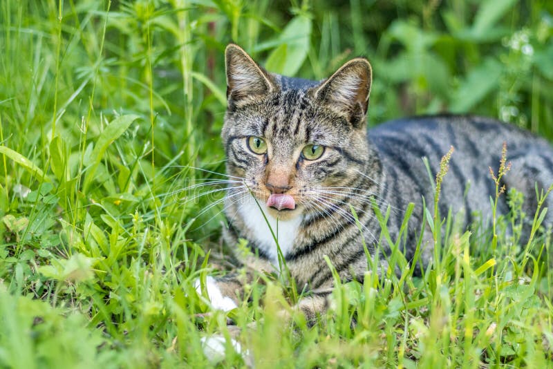 mackerel tabby cat blue eyed mackerel tabby cat blue eyed