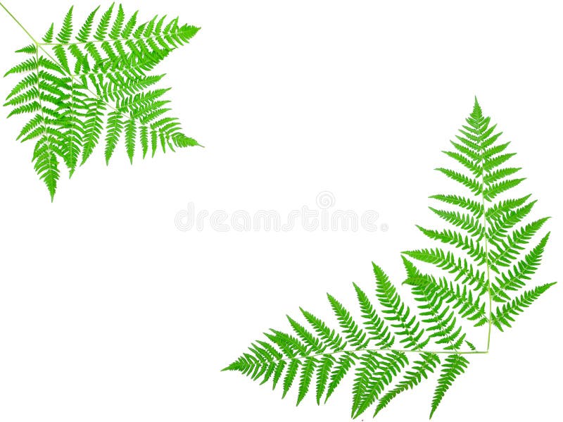 Young green fern leaf