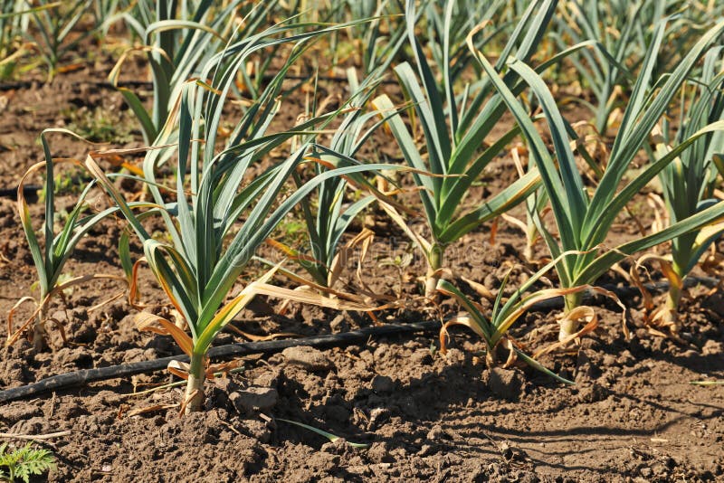Young Green Garlic Sprouts Growing Stock Photo Image of plant