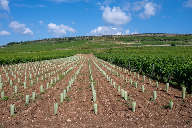 Young green grapes on grand cru and premier cru vineyards with rows of pinot noir grapes plants in Cote de nuits, making of famous