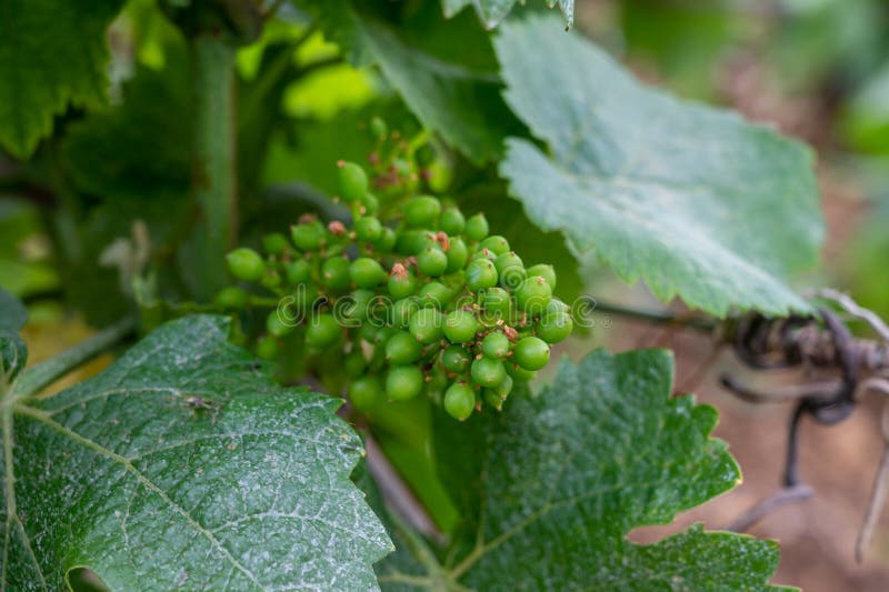 Young green grapes on grand cru and premier cru vineyards with rows of pinot noir grapes plants in Cote de nuits, making of famous