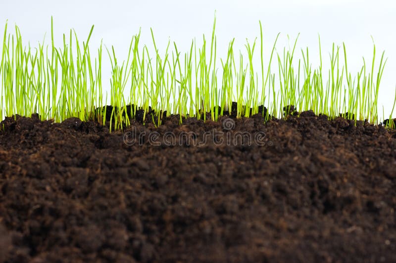 Young green grass, macro