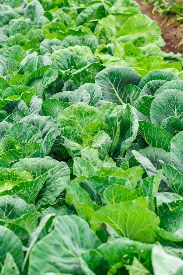 Young Cabbage Heads.Closeup Fresh Green Cabbage In Vegetable Garden