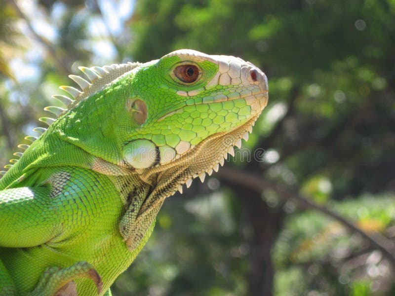 Young Green Iguana