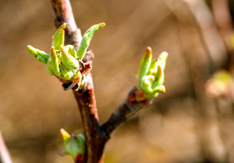 Young green leaves crawl out of the buds on a branch of an apple tree. Spring, leaves bloom on the trees.