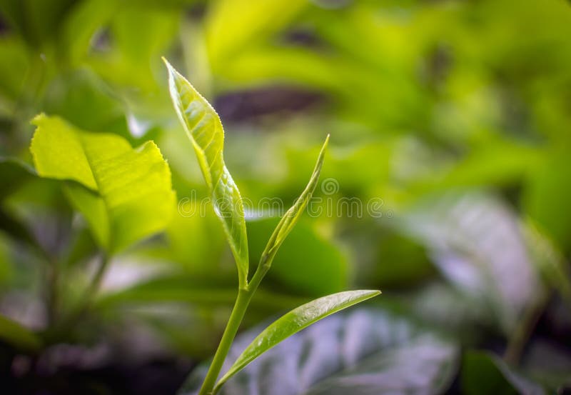 Young green leaves & leaf bud of the tea tree on plantation in N