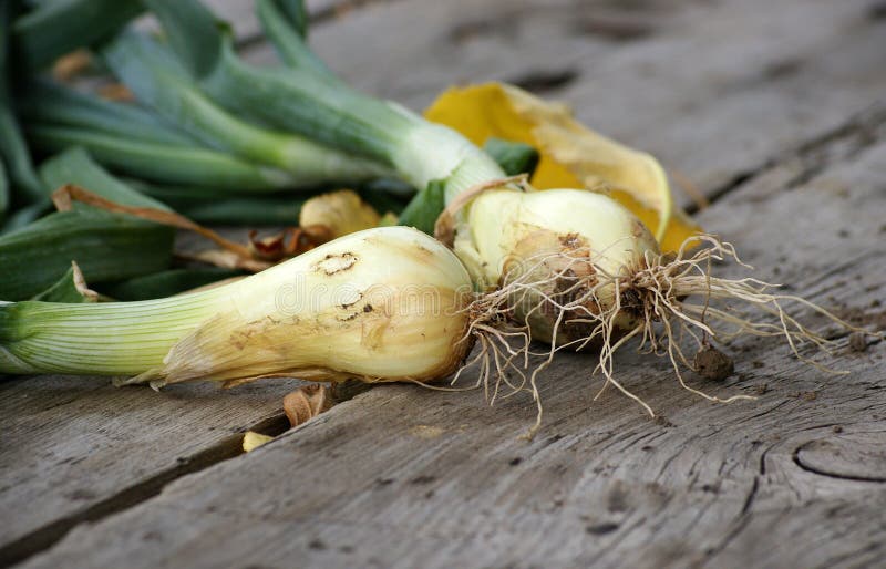Young Onion Sprout In Early Spring Stock Photo Image of garlic