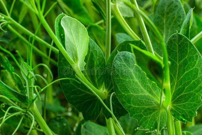 Young green pea shoots close up. Pea sprouts macro photo. Young green pea shoots close up. Pea sprouts macro photo