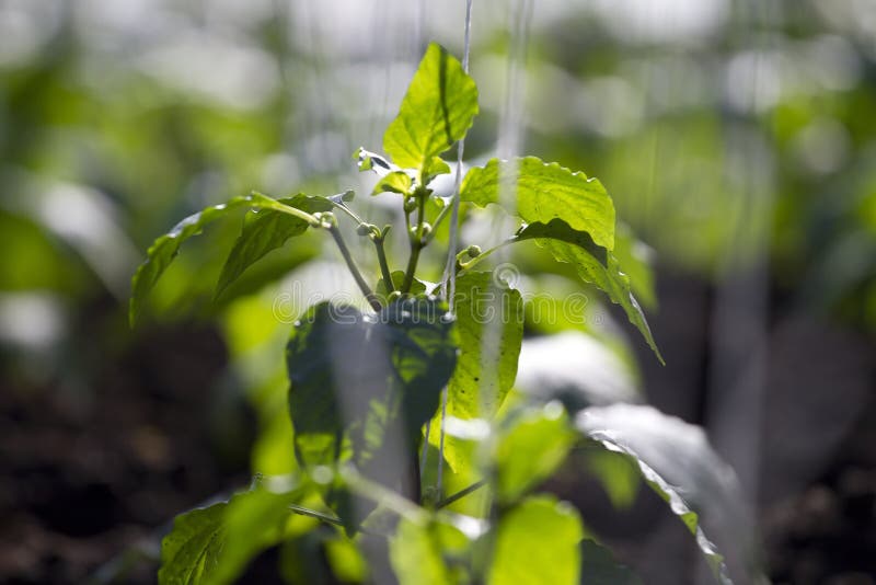Young green pepper. stock photo. Image of ground, nature 30928318