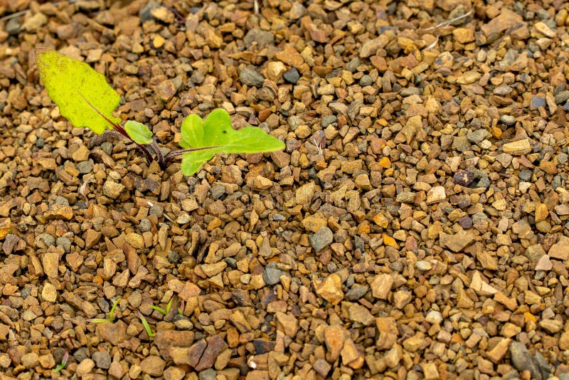 Young green plant grows through the rocky ground royalty free stock images Young green plant grows through the rocky ground royalty free stock images