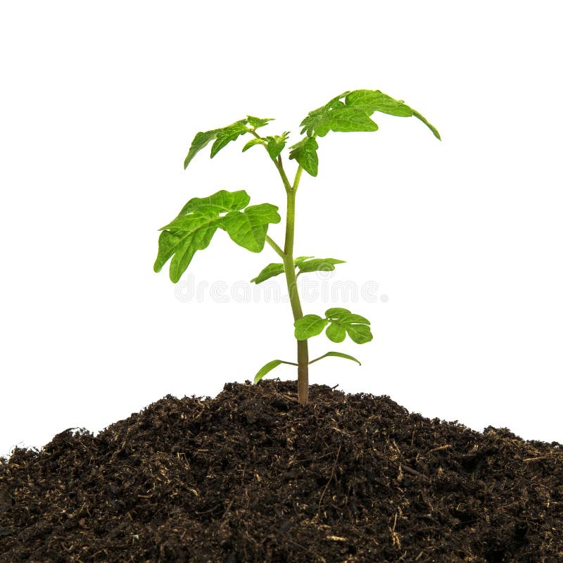 Young green plant isolated on white background