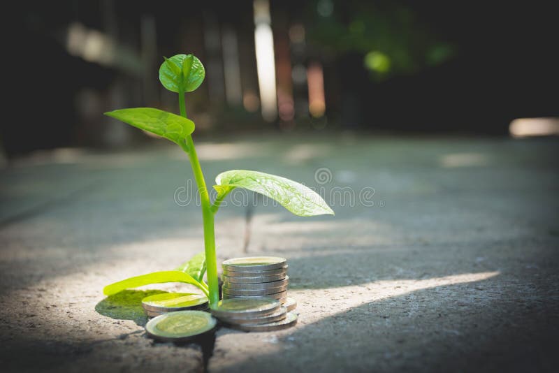 Young green plant with stack coin on ground for growing business royalty free stock photos Young green plant with stack coin on ground for growing business royalty free stock photos