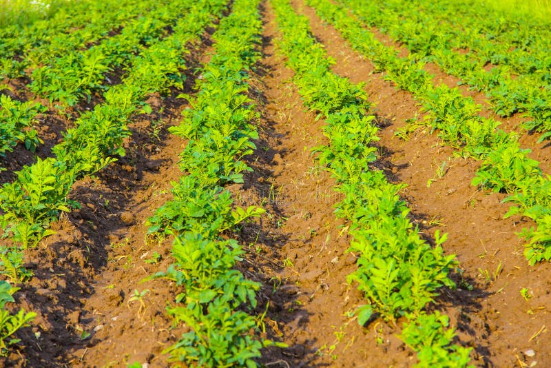 Young green potatoes stock photo. Image of plant, background 35602572