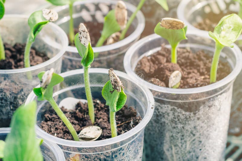 Young green pumpkin sprouts, prepared for landing in the open ground royalty free stock photography Young green pumpkin sprouts, prepared for landing in the open ground royalty free stock photography