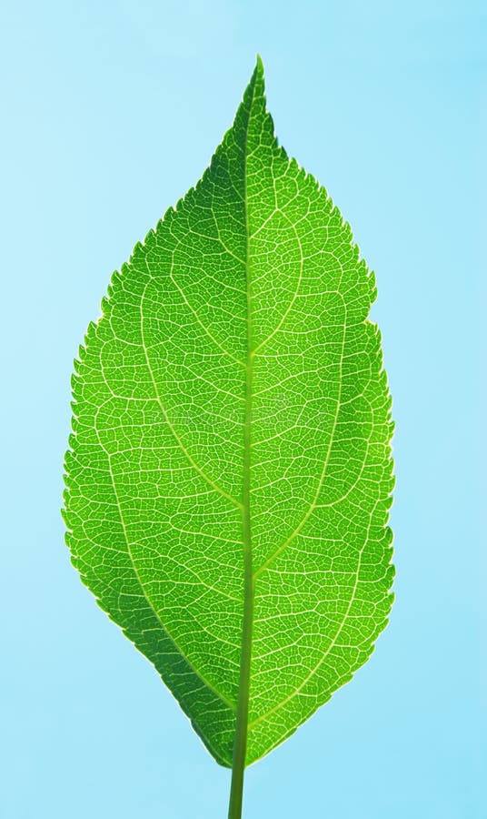 Young green sheet royalty free stock photos