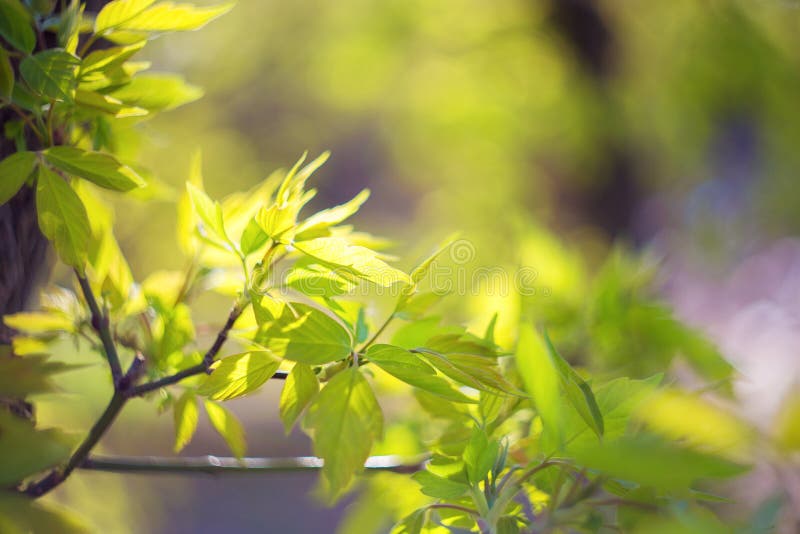 Young Green Shoots, Fresh Maple Leaves Appear in Spring. April Leaf