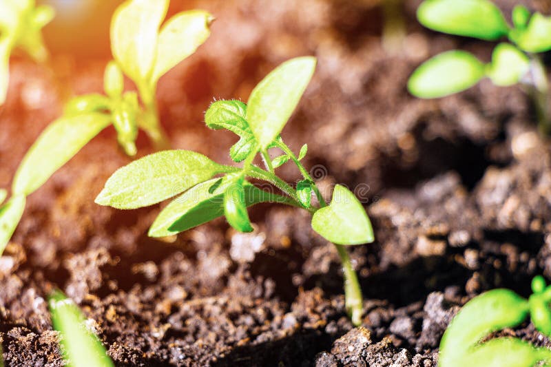 Young Green Shoots of the Seedling Stock Photo Image of growing