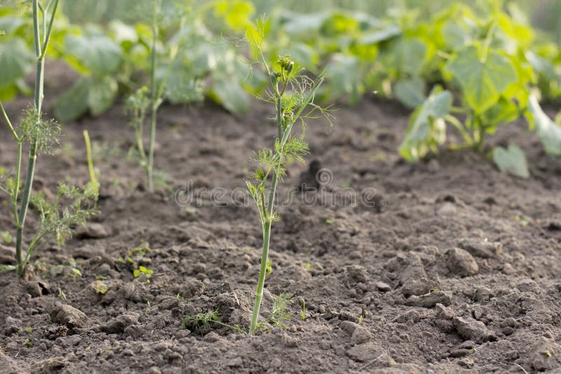 Young Green Sprout of Dill Grows in the Garden Stock Photo Image of