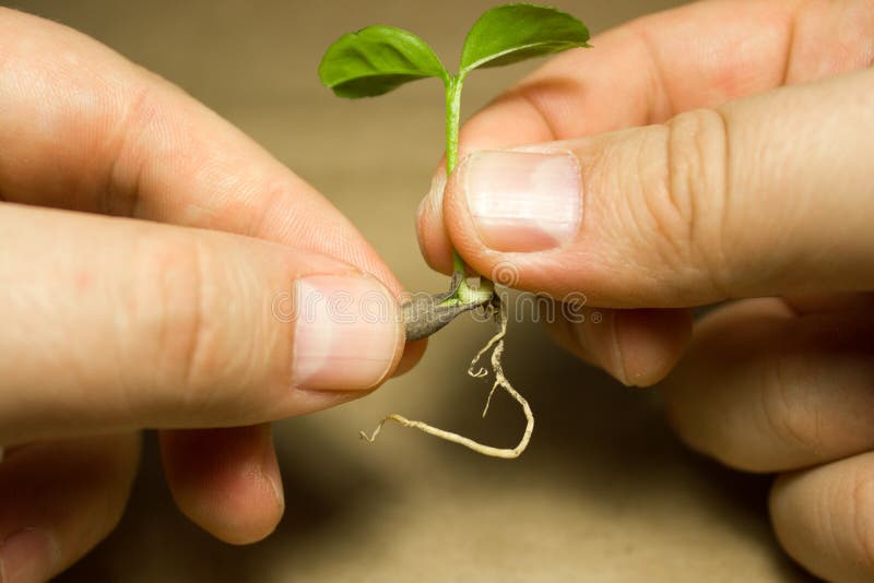 Young green sprout. Natural, growth.