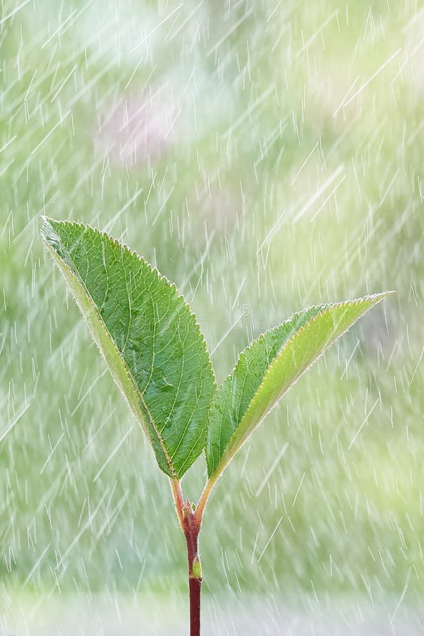 Young green sprout in the rain, Closeup. Spring concept royalty free stock image