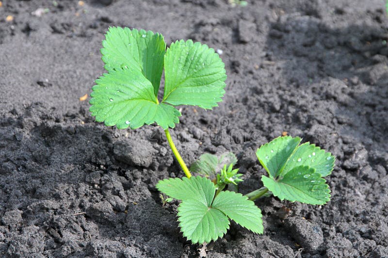 Young Green Sprout Of Strawberry Stock Photo Image of earth, growing