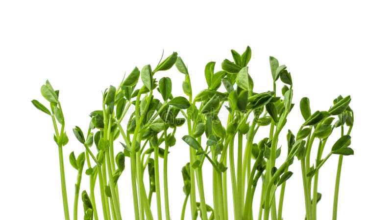 Young green sprouts isolated on white background. Fresh pea sprouts. Growing microgreens. Close-up, soft focus